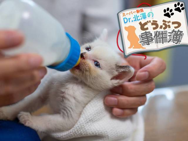拾った赤ちゃんネコとの30日。動物のお医者さんの授乳日記