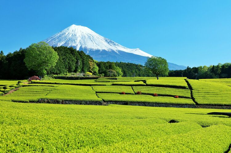 静岡をお茶の産地にした勝海舟に学びたい「引き際の美学」