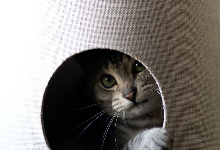 ネコの変な"クセ"は野生の本能。ちゃんと知って楽しく暮らす