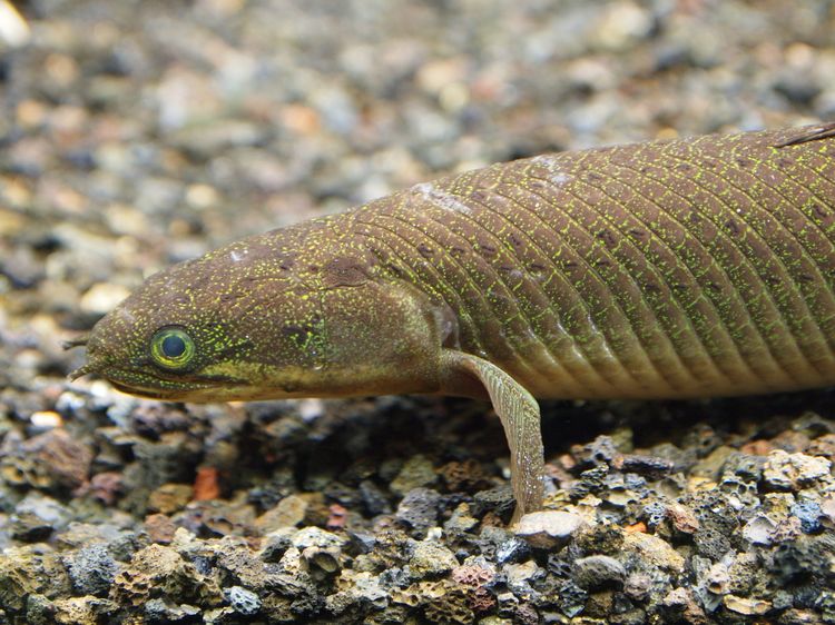 魚を陸上で育てたら歩くようになるのか? に分子古生物学者が答える