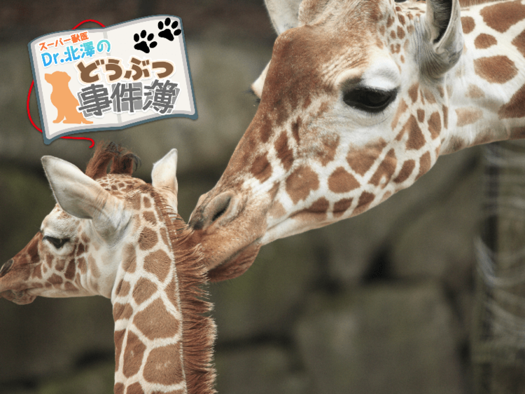 生まれる命と消えゆく命…キリンの親子が教えてくれたこと