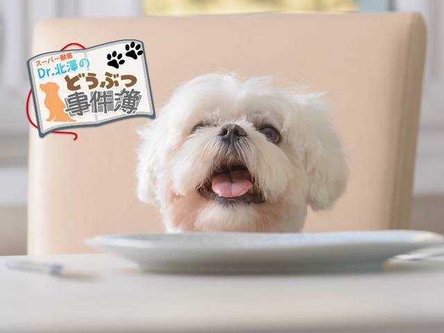 ペットが肥満で立てなくなる…。その食事、本当に大丈夫ですか？