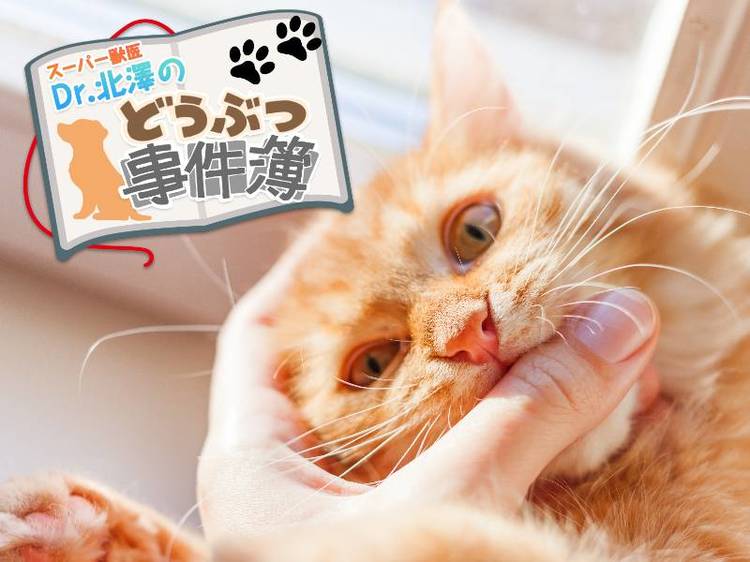 30年噛まれ続けた獣医が教える「動物が噛んでくる」ワケ