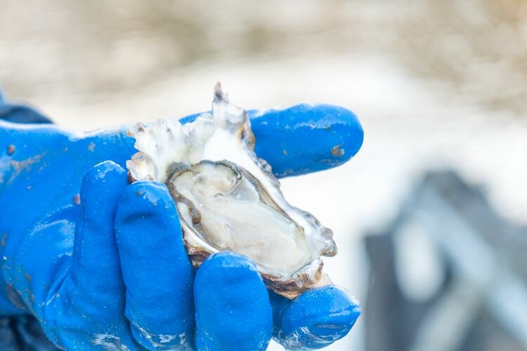 石川県穴水町岩車の牡蠣が先行予約販売スタート