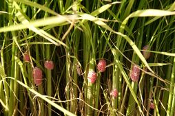 ▲天敵のいない日本での繁殖能力はすさまじい　写真：よすん / PIXTA