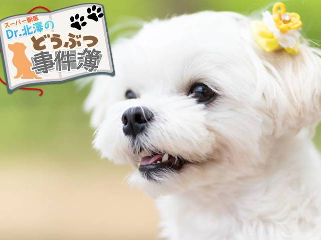 “幸せ”ってなんだろう？ 甘えん坊マルチーズとおばあちゃんの話