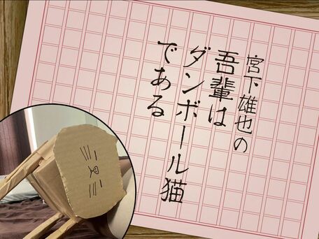 宮下雄也の「吾輩はダンボール猫である」