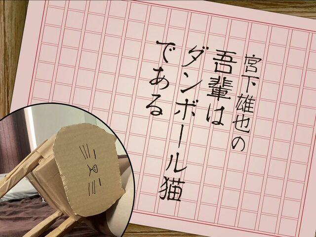 ダンボール猫を一年飼って気づいたこと