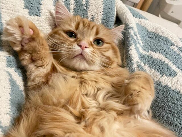 『ねこ休み展』にも参加中！ 猫の“ちくわちゃん”の飼い主さんに話を聞いてみた