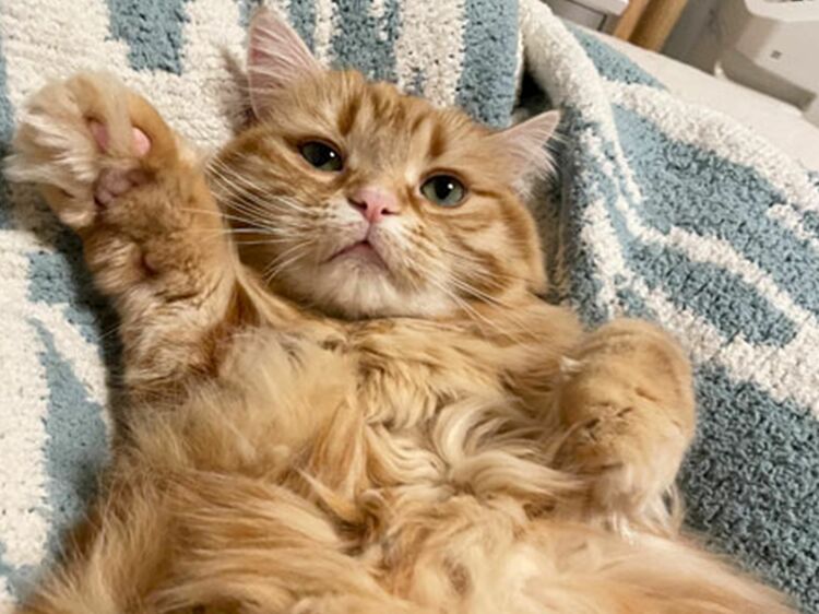 『ねこ休み展』にも参加中! 猫の“ちくわちゃん”の飼い主さんに話を聞いてみた