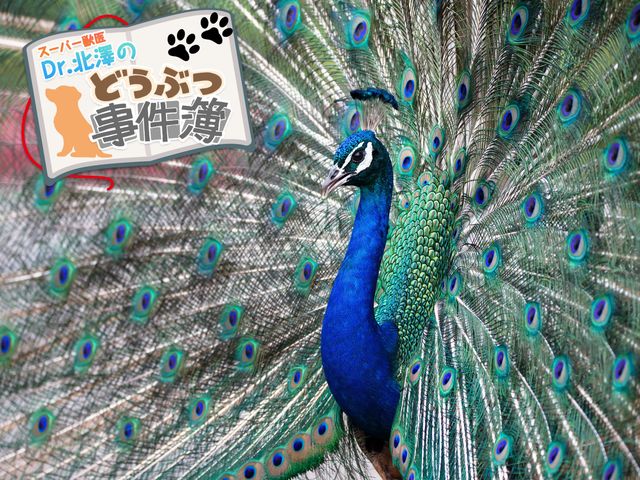 チャラい孔雀に同性愛ゴリラ…。さまざまな愛のカタチは動物界にもある