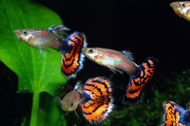 グッピーの体色が“予測通りに進化”した!? 分子古生物学者が解説