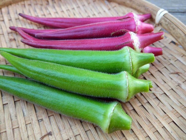 「オクラ+はちみつ」でモヒート!?『満天☆青空レストラン』でタサン志麻のスゴ技炸裂