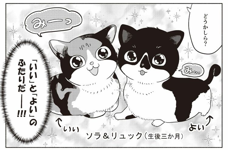 ねこますたー 猫マスターと猫好き漫画家が対談。猫が快適に暮らせるように