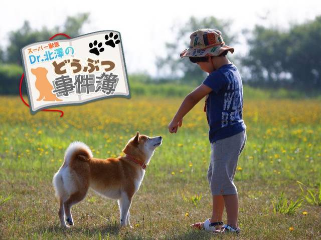 歩けなくなっても登校を見守り続けた柴犬と小学生の絆物語