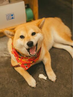 ▲看板犬のトウファ