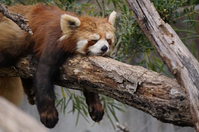 もしかしたら「ぐうたら」は悟りの境地かもしれない