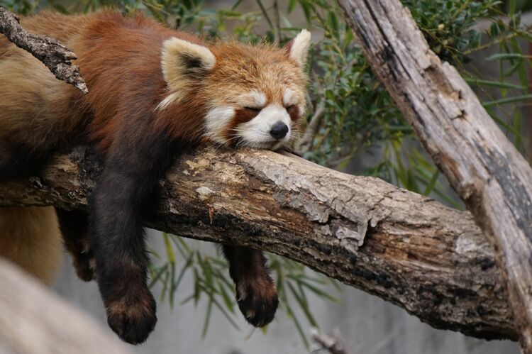 もしかしたら「ぐうたら」は悟りの境地かもしれない