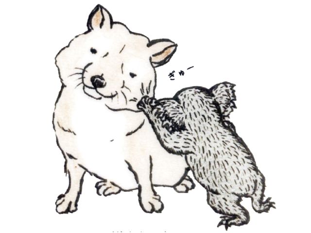 飼育員さんに聞きたい！ コアラにまつわる３つの「なぜ？」