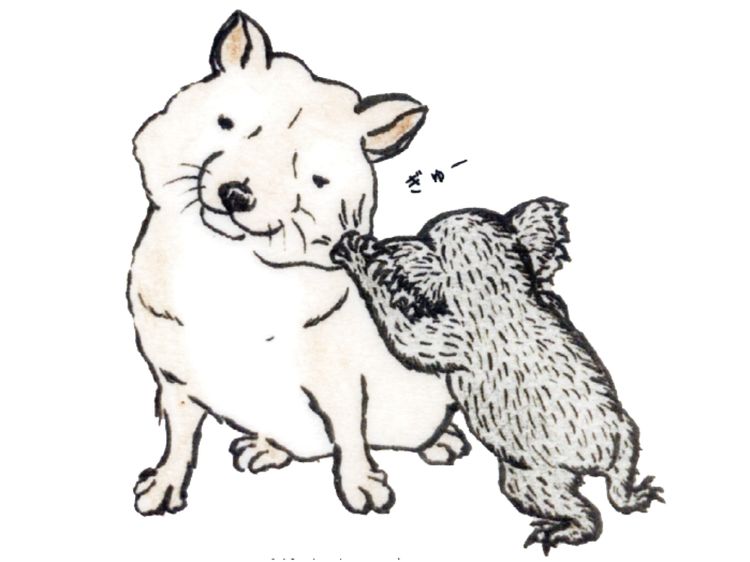 飼育員さんに聞きたい！ コアラにまつわる３つの「なぜ？」