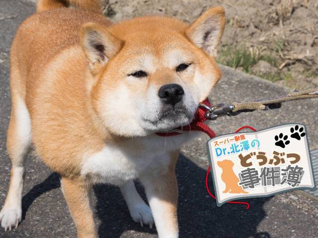 犬に散歩は必要ない!?「良かれと思って…」が犬に与えるストレス新常識