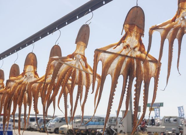 「日間賀島」名古屋から“半日で帰って来られる”おすすめスポット