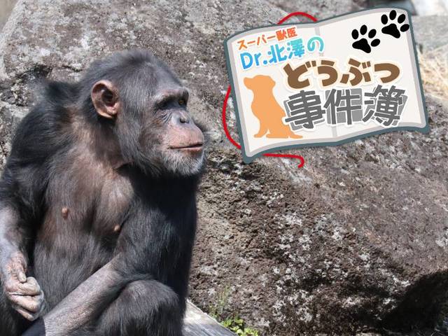 育児放棄されたチンパンジーが命と引き換えに教えてくれたこと