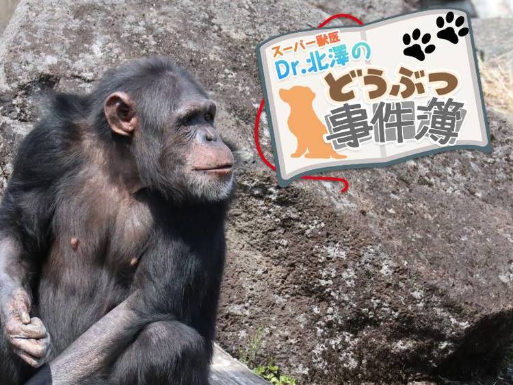 育児放棄されたチンパンジーが命と引き換えに教えてくれたこと