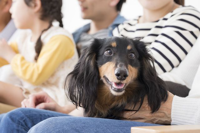 「犬の常識」がひっくり返った！ 科学的研究が明らかにした意外な真実