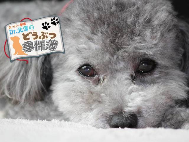 あなたはペットからのSOSを見逃してるかも？ 手遅れになる前に知ってほしいこと