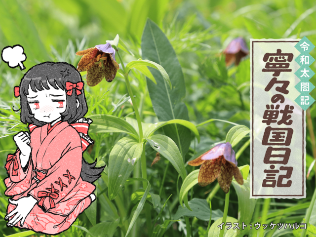 寧々と茶々、嫁バトルのきっかけは「黒百合」にあり？