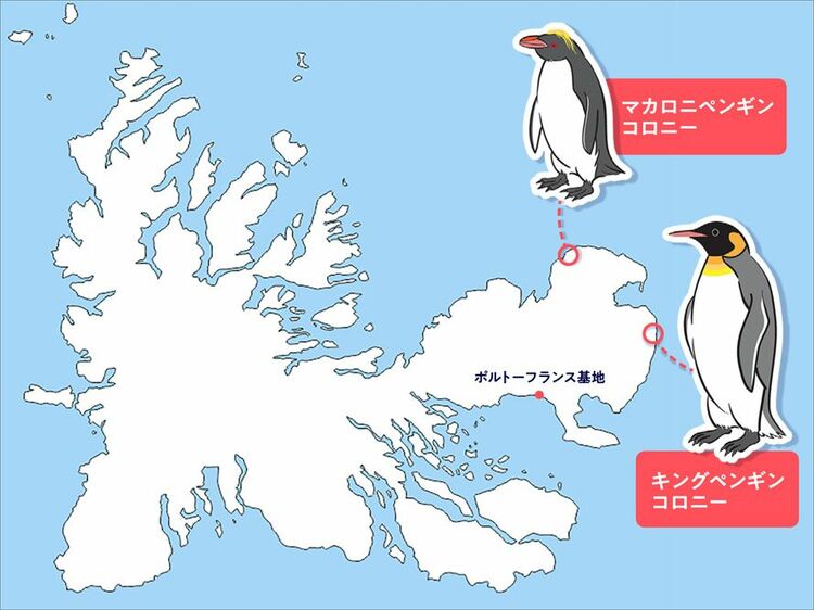 数十万羽のペンギンから14羽を探せ！ 海鳥研究者が亜南極で挑んだ激
