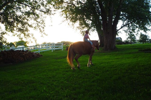 アーミッシュカントリーを旅して気づいた美しく多様な文化