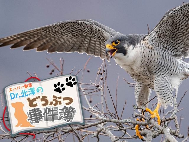 大都会・新宿に異変！ 高層ビル群を飛びまわる怪鳥の正体とは？