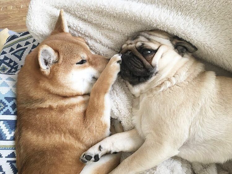 初めてみた人も思わず「可愛い！」パグのラルと柴犬のアキの意外な主従関係