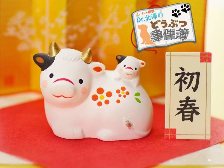 牛が草しか食べないのに数百キロに成長する秘密は微生物にあった!?